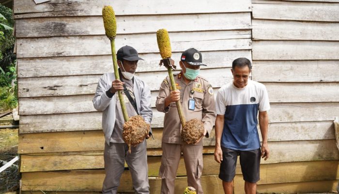 Karantina Pertanian Sebut Tanaman Porang Komoditas Ekspor andalan Konawe Kepulauan