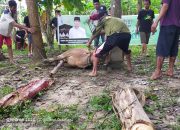 ASR Berkurban Dua Ekor Sapi di Lambuya Konawe