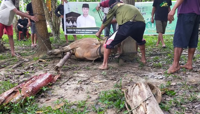 ASR Berkurban Dua Ekor Sapi di Lambuya Konawe