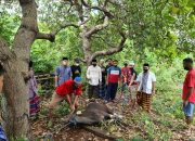 ASR dan Gerindra Baubau Berbagi Daging Kurban kepada warga
