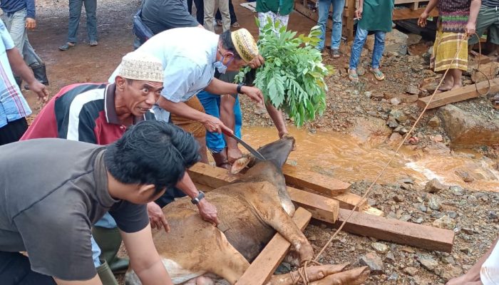 Momentum Idul Adha, Tiran Group Berkurban 10 Ekor Sapi di Konawe Utara