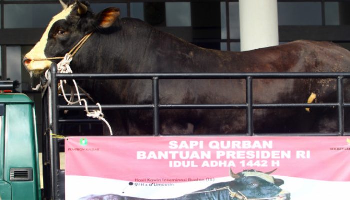 Jokowi Siapkan 35 Ekor Sapi Kurban, satu Ekor di Sultra