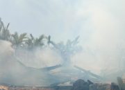 Hilangkan Bosan dan Ingin Dapat Pujian, Pemadam Kebakaran Bakar Hutan