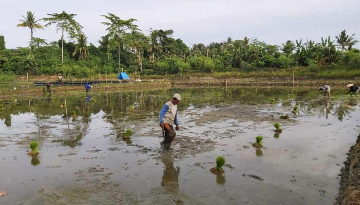 Akademisi UHO Lakukan Riset Model Pembelajaran Petani Dalam Pengembangan Padi Organik di Kolaka Timur