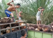 Apkasindo: Kebijakan DMO sawit berpotensi tekan harga TBS petani