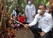 Panen Salak, Wali Kota Kendari Juga Serahkan Sarana Pertanian di Anduaonohu