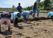 Tanam Perdana SRI Organik di Blok Pomalaa, PT Vale mendapat Apresiasi dari Pemkab Kolaka