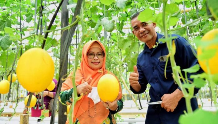 Ketua PKK Kendari Dorong Warga Manfaatkan Pekarangan Untuk Tamaman Bermanfaat