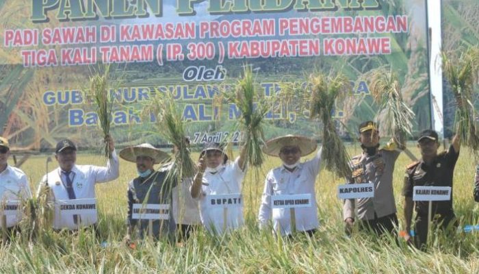 Dorong Peningkatan Produksi Padi, Konawe Luncurkan Program Sejuta Ton Gabah