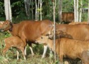 Konsumsi Daging Meningkat, Konawe Dorong Pengembangan Populasi Sapi