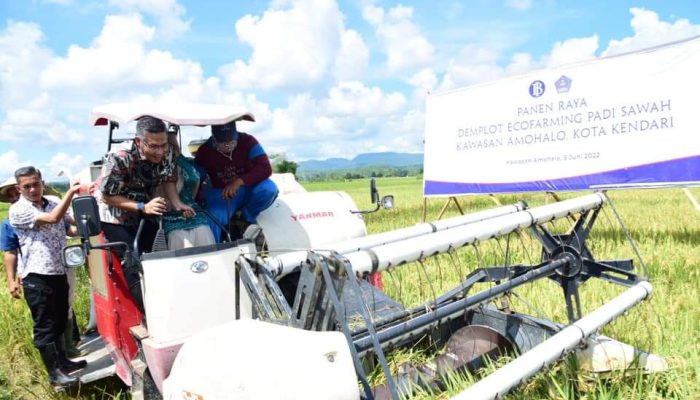 Wali Kota Kendari Panen Raya Padi Organik, Hasilnya 9,6 Ton/Ha