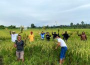 Panen Perdana SRI Organik di Blok Bahodopi, PT Vale Merawat Keberlanjutan untuk Masa Depan