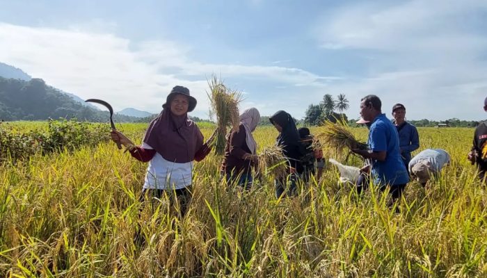 Lagi, Petani Binaan PT Vale di Morowali Panen Beras SRI Organik