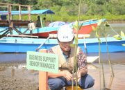 Dukung Mitigasi Perubahah Iklim, ANTAM UPBN Kolaka Tanam 794.500 Mangrove