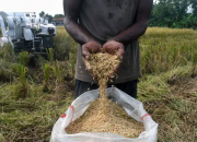 Pengamat Pertanian: Kenaikan Harga Gabah 3 Bulan Terakhir Tutup Kerugian Petani