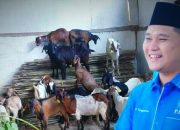 Legislator Dapil Sultra Fachry Pahlevi Konggoasa Salurkan 175 Ternak Kambing di Konawe