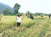 Panen Padi Organik Musim Kedua, Petani Binaan PT Vale: Biaya Murah, Hasilnya Memuaskan