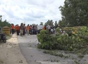 Tim Satgas Penataan Kota Kendari Masih Konsisten Lakukan Penebangan Pohon