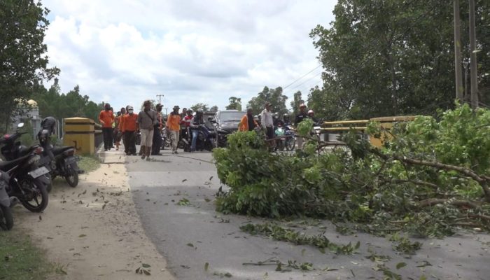 Tim Satgas Penataan Kota Kendari Masih Konsisten Lakukan Penebangan Pohon