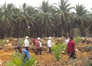 Tingkatkan Kesejahteraan Petani, BPDPKS: Perlu Inovasi Program Perbaikan Perkebunan Sawit Rakyat