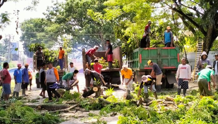 Sebulan Lebih, Tim Satgas Penataan Kota Kendari Masih Lakukan Penebangan Pohon