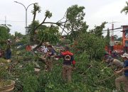 Demi Keselamatan Warga, Satgas Penataan Kota Kendari Lakukan Penebangan Pohon Baruga