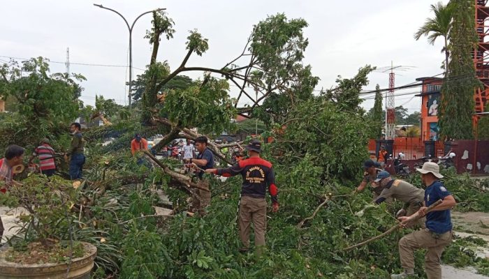 Demi Keselamatan Warga, Satgas Penataan Kota Kendari Lakukan Penebangan Pohon Baruga