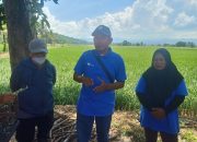 PT Vale Kembangkan Tanaman Padi Organik di Kecamatan Baula Kabupaten Kolaka