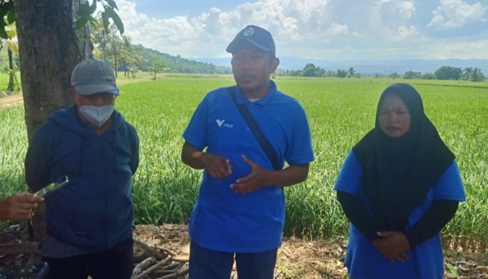 PT Vale Kembangkan Tanaman Padi Organik di Kecamatan Baula Kabupaten Kolaka