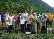 Pj Bupati Kolut Panen Raya Bawang Merah di Desa Rantebaru