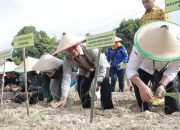 Pemkot Kendari Bersama BI Tanam Perdana Cabai dan Bawang Merah