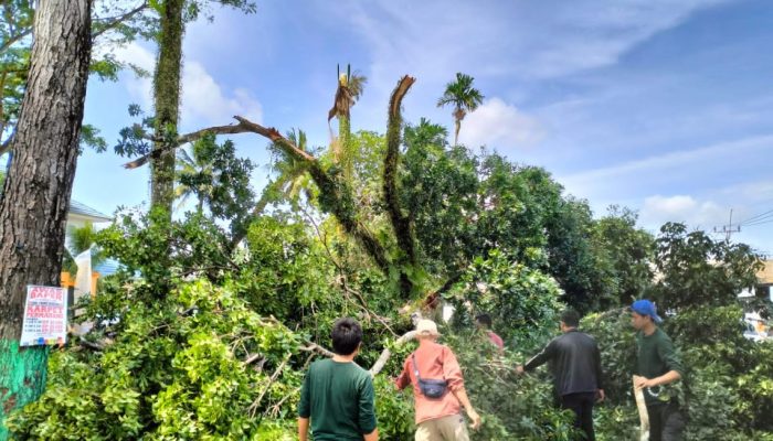 Tim Dibagi Dua, Satgas Penataan Kota Kendari Kembali Lakukan Penebangan Pohon