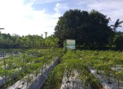 Pemkot Kendari Optimis, Ramadhan 2023 Bahan Pokok Tetap Stabil