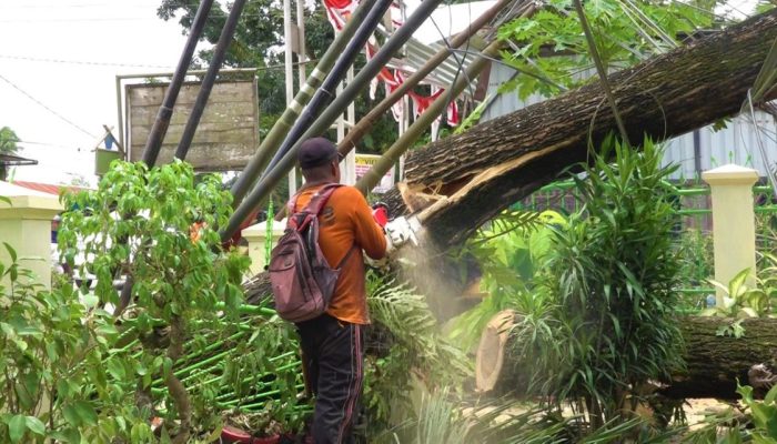 Usai Badai Porak-poranda Kota Kendari, BPBD Gerak Cepat Tangani Pohon Tumbang
