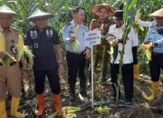 Pemkot Panen Raya Jagung Hasil Kolaborasi Bersama Lapas Kendari
