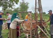 Kunjungi Ternak Sapi Lapas Kendari, Dinas Pertanian dan Balai Besar Veteriner Makassar Berikan Layanan Kesehatan