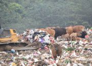 Produksi Sampah di Kendari Capai 270 Ton Perhari