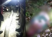 Naas! Petani di Konsel, Tewas Bersimbah Darah Usai Dililit Ular Piton Sepanjang 7 Meter