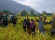 Petani Binaan PT Vale Desa Ululere Panen Padi Organik Musim Ketiga