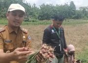 Tekan Angka Inflasi, Dinas Pertanian Kota Kendari Masifkan Gerakan Menanam di Seluruh Kecamatan  
