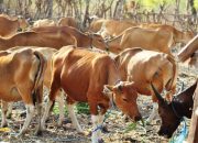 Tingkatkan Produksi Ternak Sapi, Disnakeswan Konawe Fokus Lakukan Inseminasi Buatan