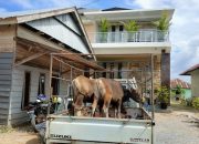Jelang Idul Adha, Permintaan Sapi dari Luar Konawe Meningkat