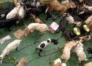 Tak Memiliki Dokumen, 51 Ekor Kambing Asal NTT Ditolak Masuk Sultra