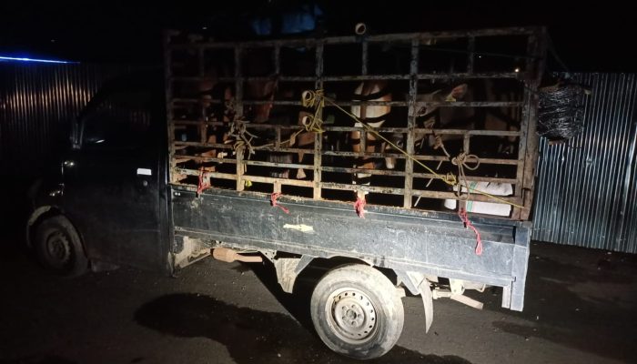 Cacat Dokumen Kesehatan, 5 Ekor Hewan Ternak Asal Siwa Ditahan di Pelabuhan Tobaku Kolut