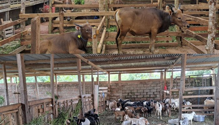 Harga Hewan Kurban di Kendari Merangkak Naik Jelang Iduladha 2023