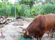 Gubernur Ali Mazi Serahkan Hewan Kurban di 17 Kabupaten di Sulawesi Tenggara