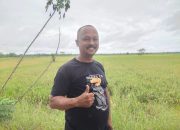 Terkendala Irigasi, Panen Padi Desa Lalousu Konawe alami Penurunan