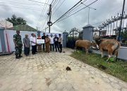 Sambut Idul Adha 1444 H, PT Antam UBPN Konawe Utara Salurkan 16 Ekor Sapi Kurban