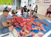 Idul Adha 1444 H, Kadin Sultra Sembelih Tiga Ekor sapi