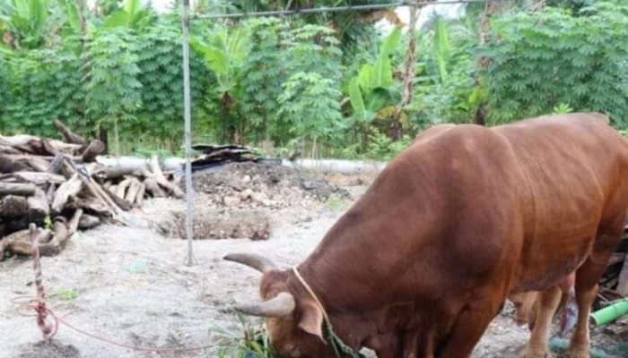 Gubernur Sultra Serahkan Sapi Kurban Berbobot 300 kg di 17 Kabupaten/Kota